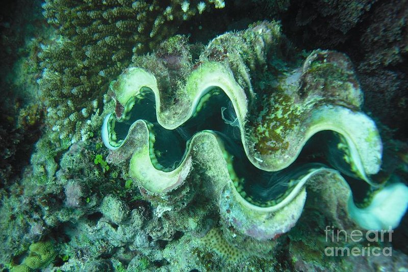 Giant Clam