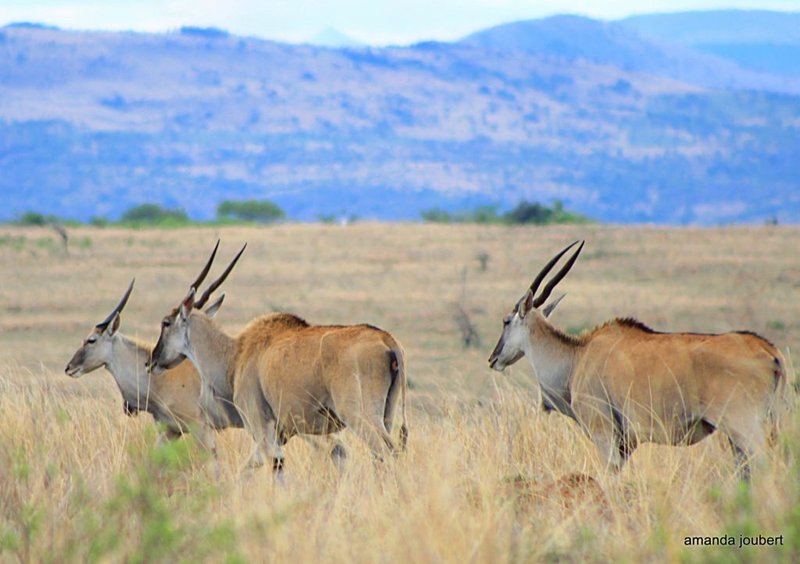 Giant Eland