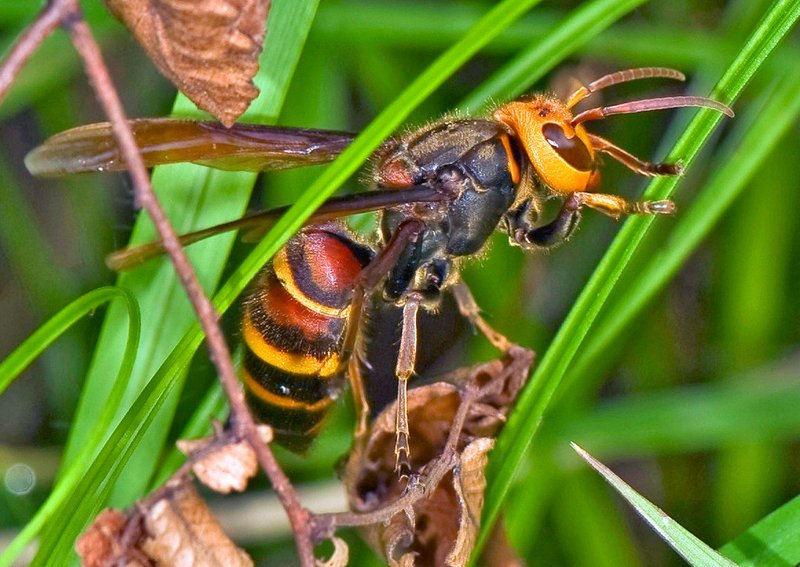 Giant Hornet