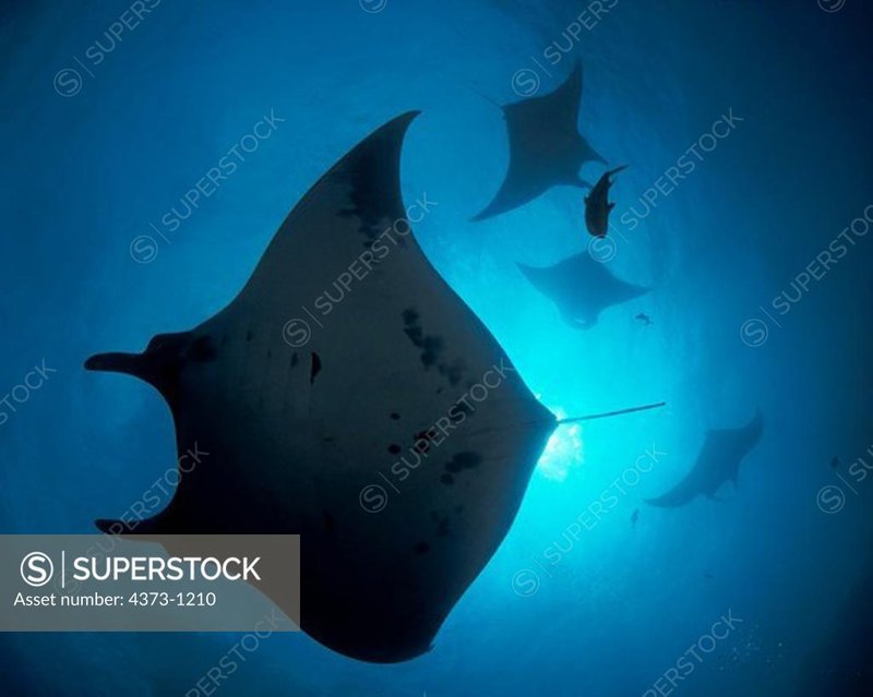 Giant Manta Ray