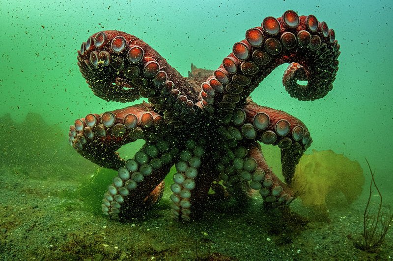 Giant Pacific Octopus Vs. [Similar Species] - Key Differences