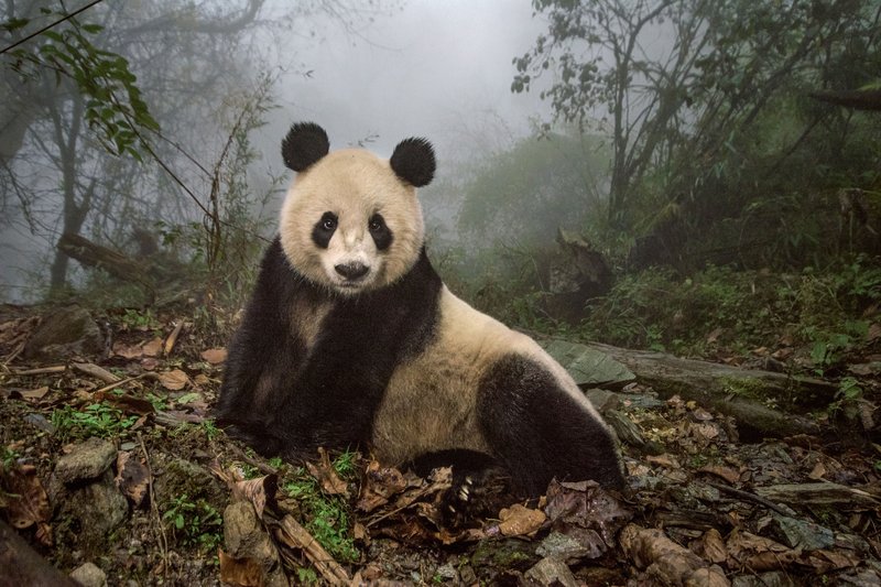 Giant Panda