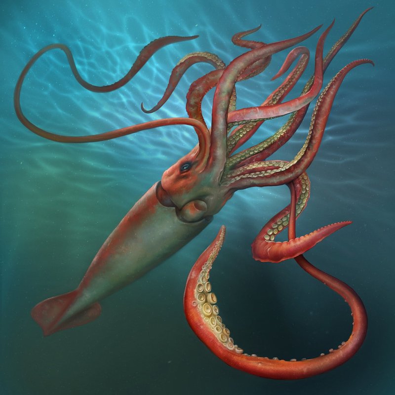 Giant Squid Vs. [Similar Species] - Key Differences