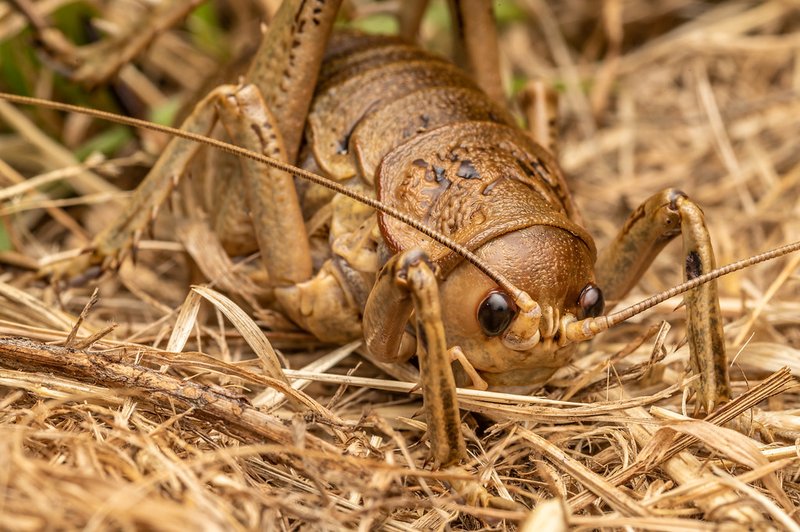 Giant Weta