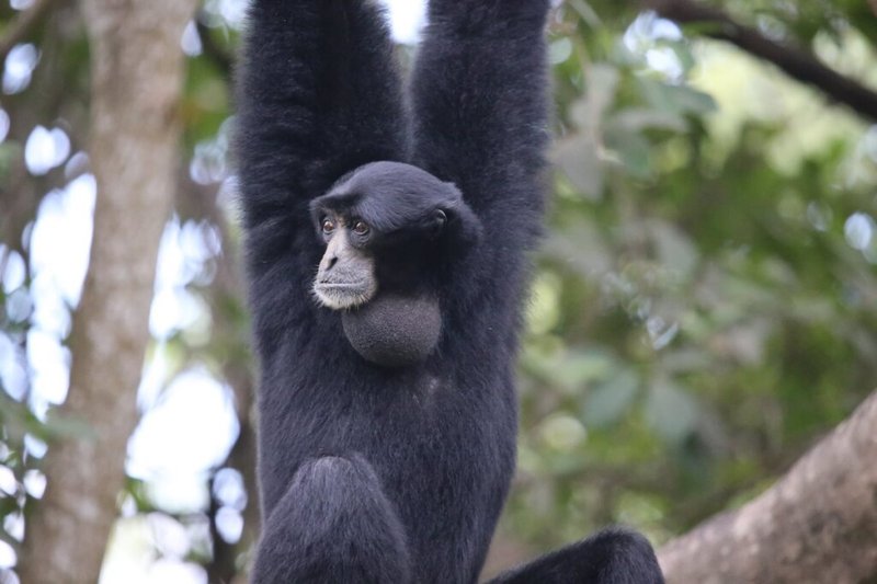 Gibbon