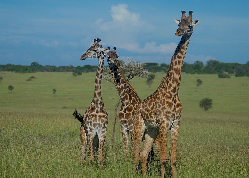 Giraffe
