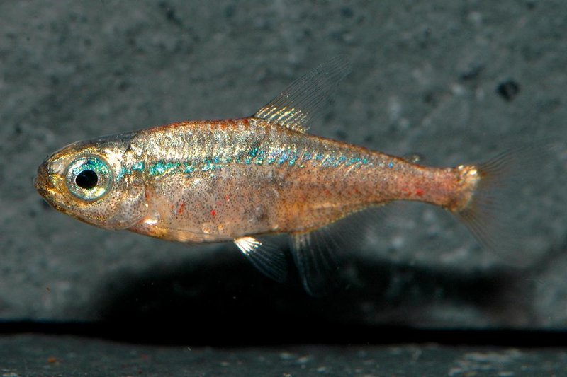 Glowlight Tetra