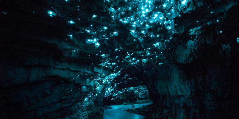 Glowworm