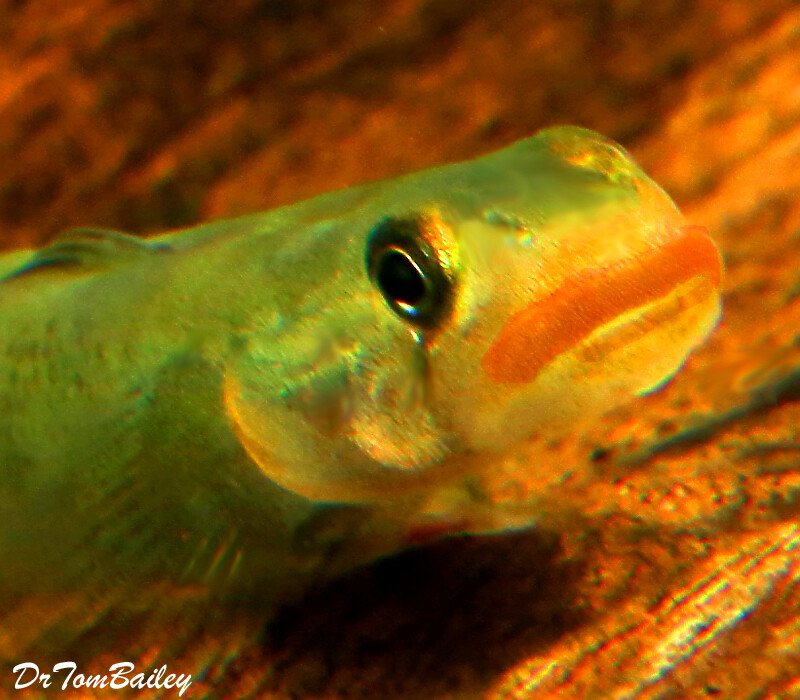 Goby Fish