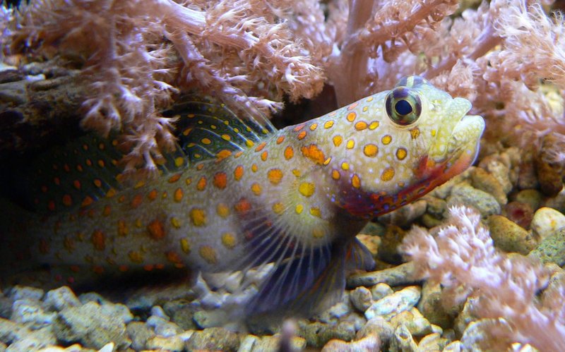 Goby Vs. [Similar Species] - Key Differences