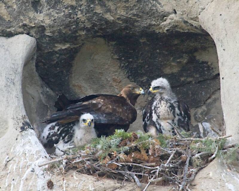 Golden Eagle Nesting Habits And Lifecycle