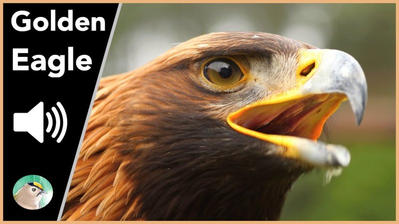 Golden Eagle Vocalizations And What They Mean