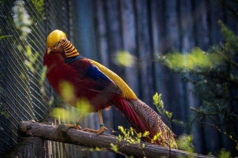 Golden Pheasant