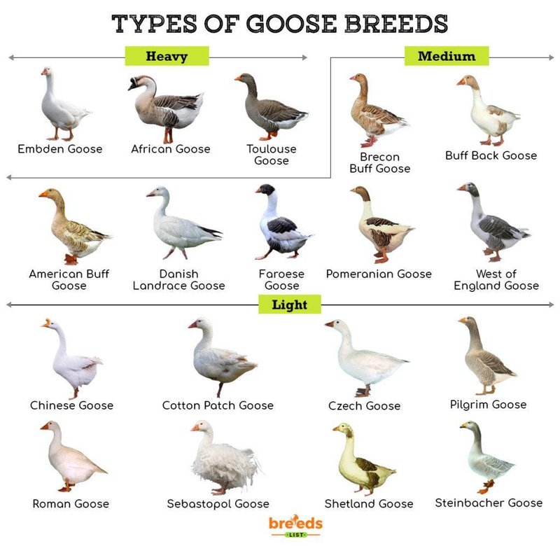 Goose Breeds: Most Popular Types For Farming Or Pets