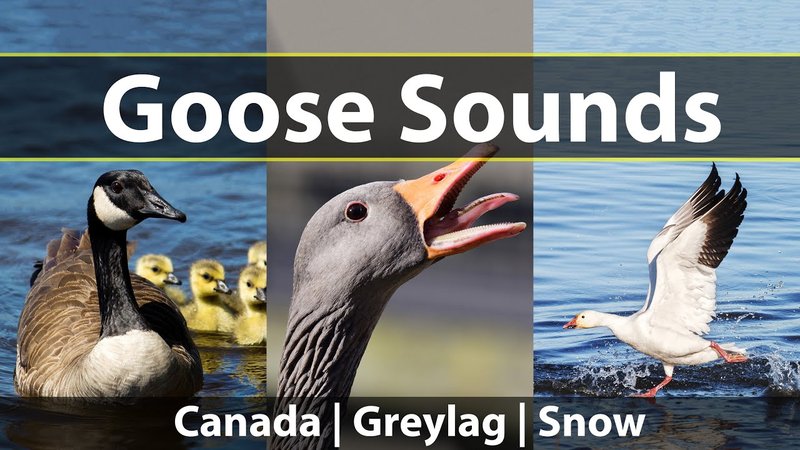 Goose Vocalizations And What They Mean