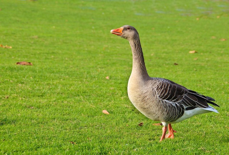 Goose