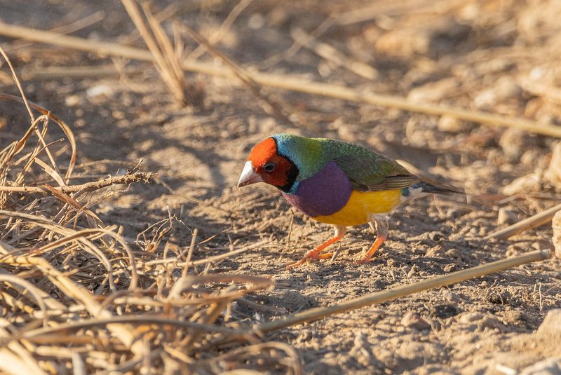 Gouldian Finch Nesting Habits And Lifecycle