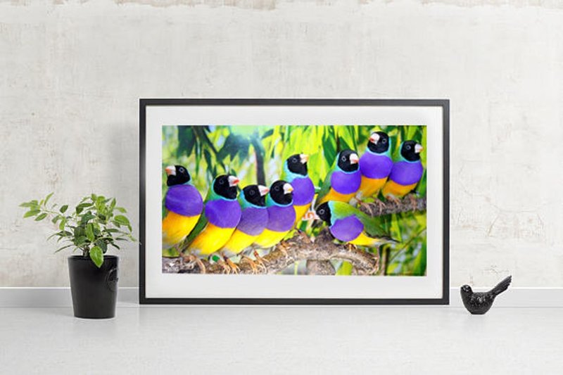 Gouldian Finch Vocalizations And What They Mean