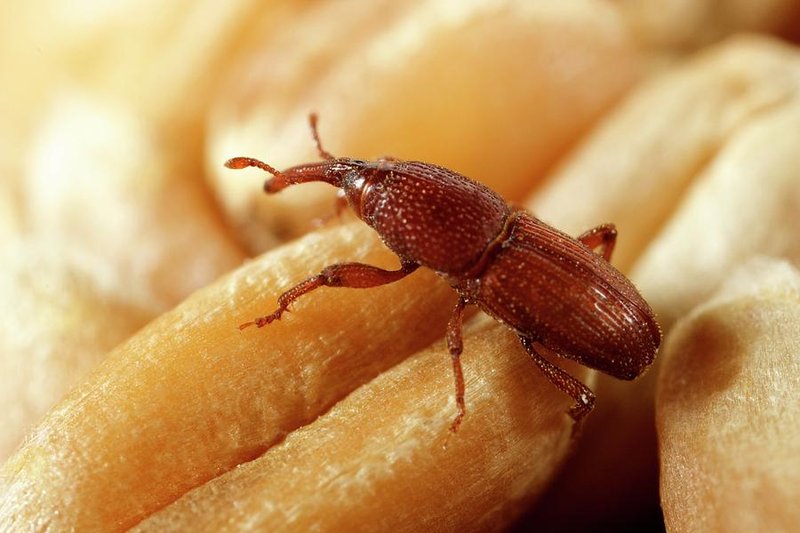 Grain Weevil