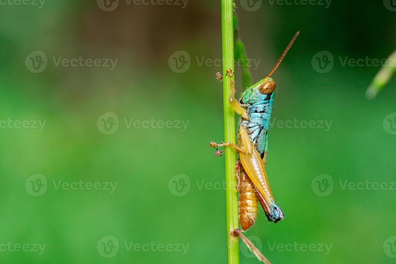 Grasshopper