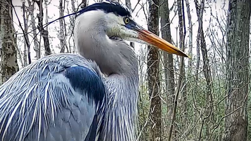 Great Blue Heron