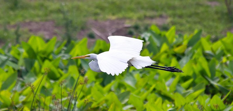 Great Egret