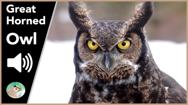 Great Horned Owl Vocalizations And What They Mean