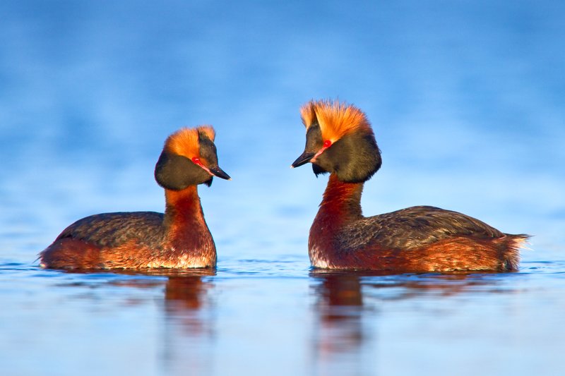 Grebe