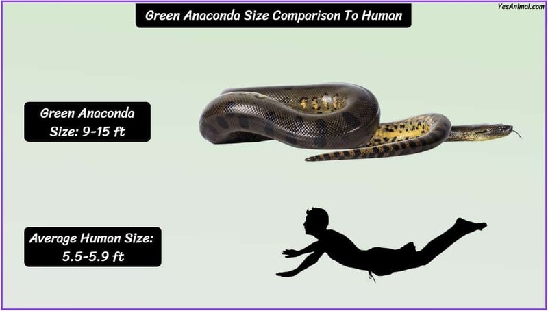 Green Anaconda Vs. [Similar Species] - How They Compare