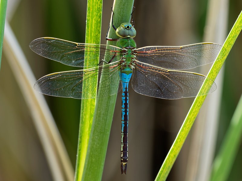 Green Darner Dragonfly