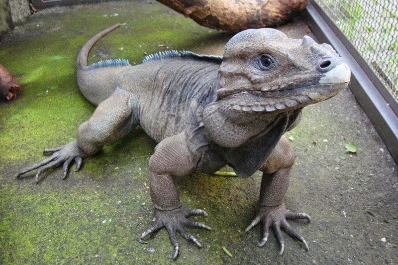 Green Iguana Vs Rhino Iguana: Which One Is Right For You?