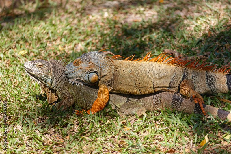 Green Iguana Vs. [Similar Species] - How They Compare