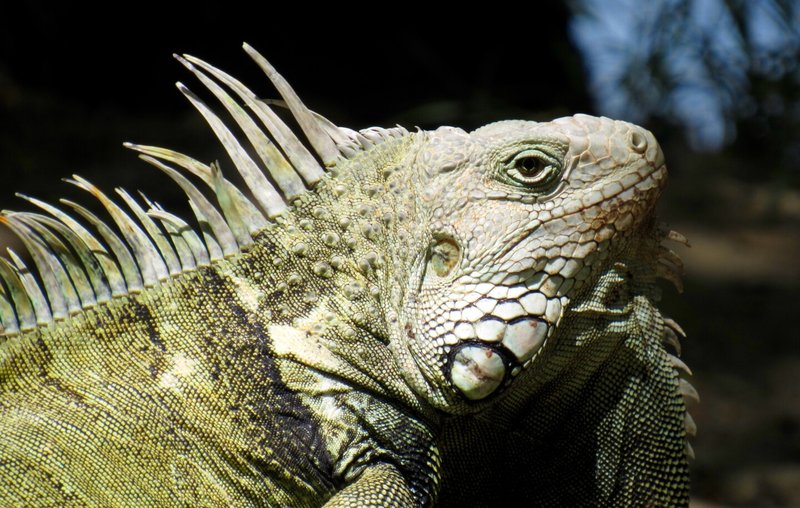 Green Iguana