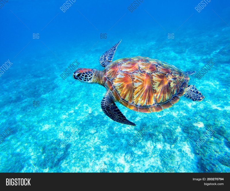 Green Sea Turtle