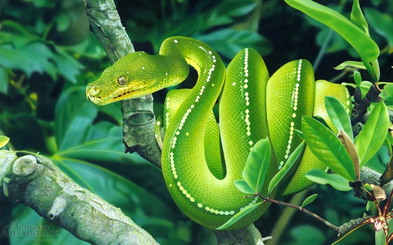 Green Tree Python