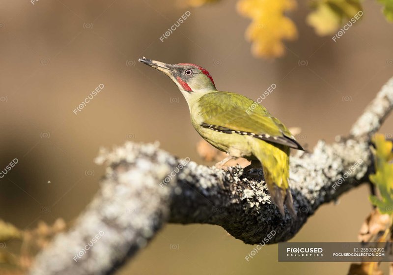Green Woodpecker