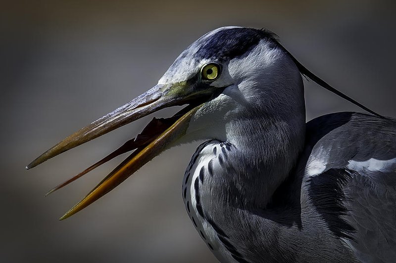 Grey Heron