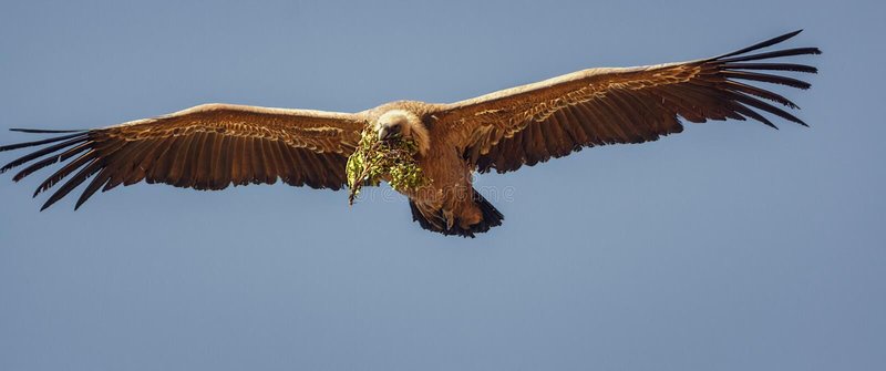 Griffon Vulture Nesting Habits And Lifecycle
