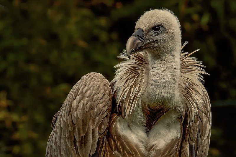 Griffon Vulture Vocalizations And What They Mean