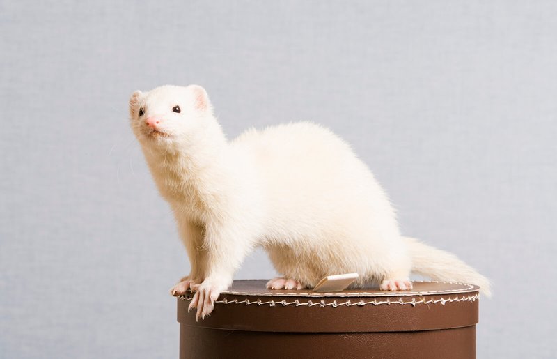 Grooming And Enrichment Tips For Albino Ferrets