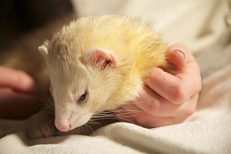 Grooming And Enrichment Tips For Sable Ferrets