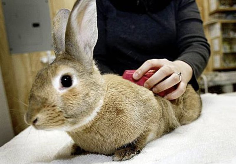Grooming And Handling Tips For Dutch Rabbits