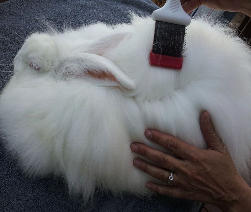 Grooming And Handling Tips For English Angora Rabbits