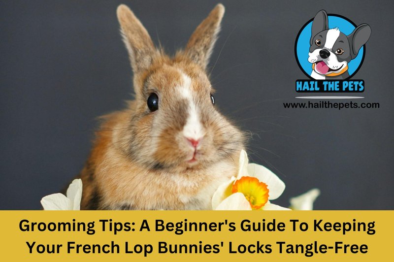 Grooming And Handling Tips For French Lop Rabbits