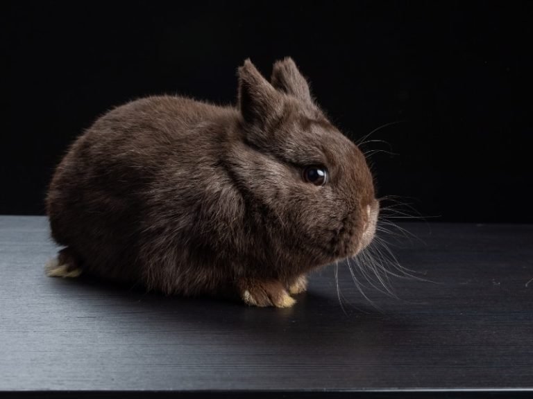 Grooming And Handling Tips For Havana Rabbits