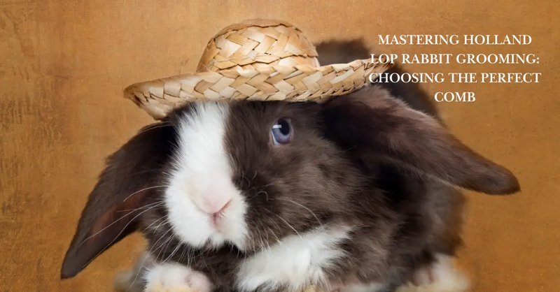 Grooming And Handling Tips For Holland Lop Rabbits