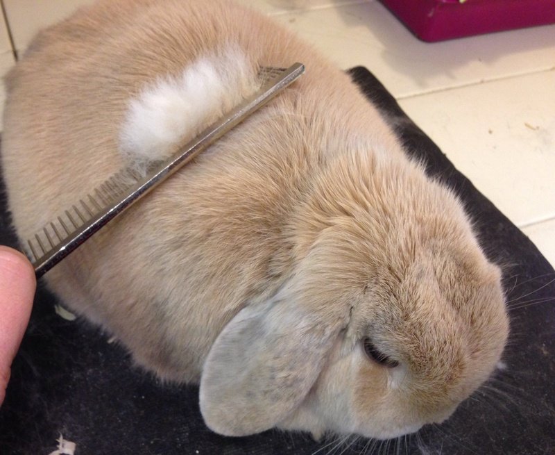Grooming And Handling Tips For Mini Lop Rabbits
