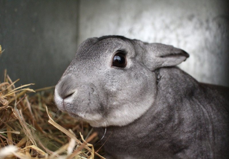 Grooming And Handling Tips For Mini Rex Rabbits