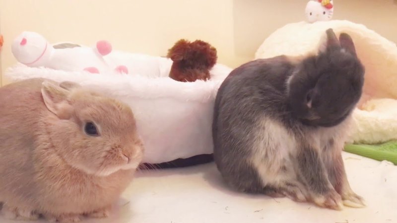 Grooming And Handling Tips For Netherland Dwarf Rabbits