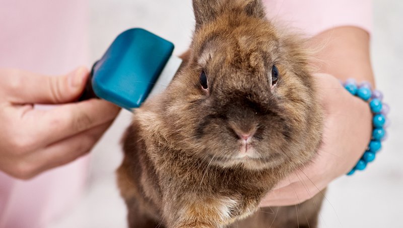 Grooming And Handling Tips For Rex Rabbits